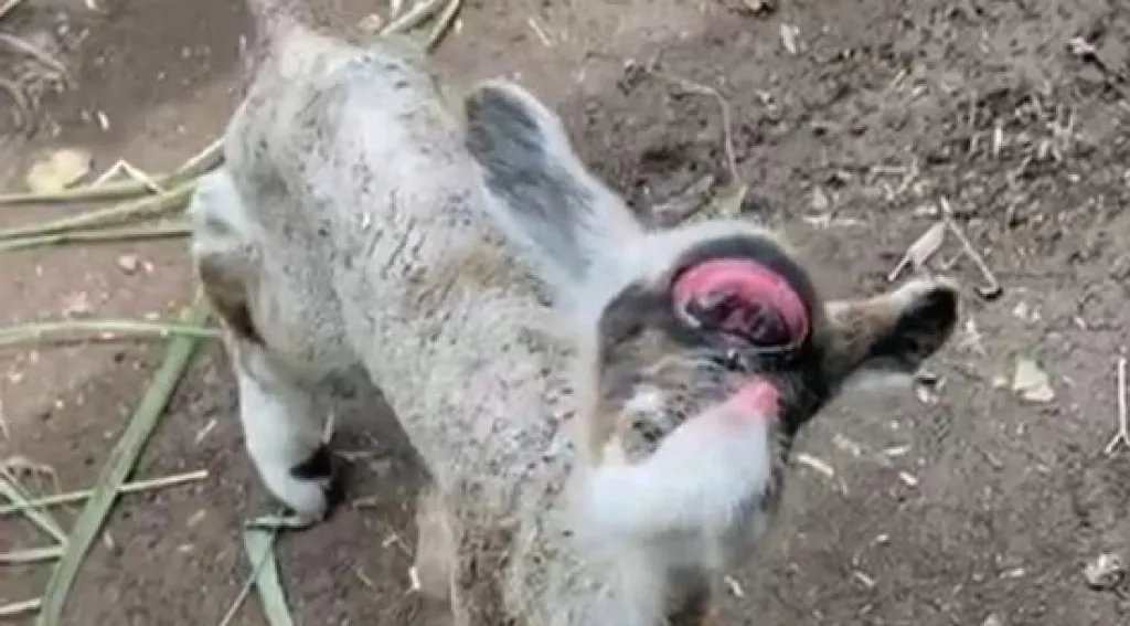 Heboh! Anak Kambing Bermata Satu Gegerkan Warga di Jember, Hanya Bertahan Hidup 12 Jam