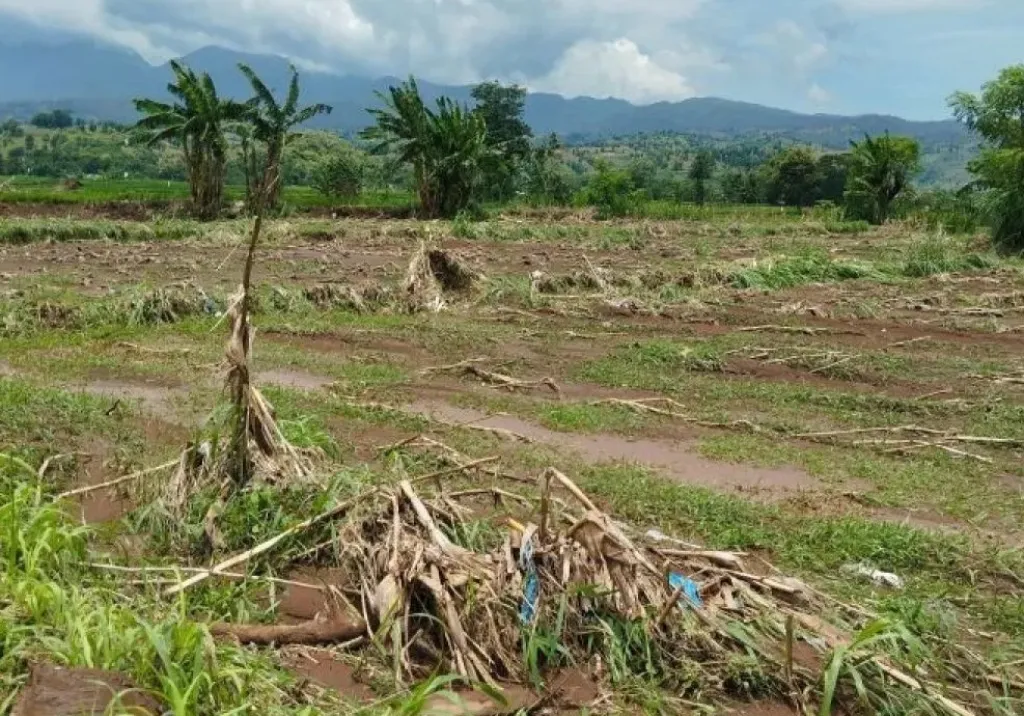 Diterjang Banjir Bandang, Dispertangan Catat Ratusan Hektare Lahan Petani di Situbondo Rusak