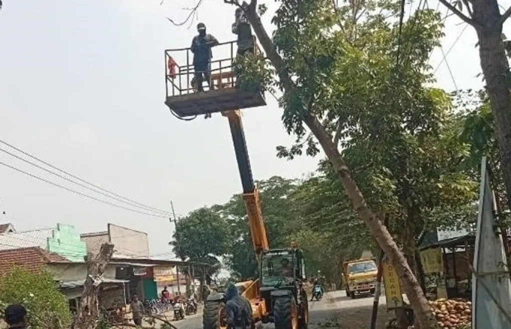 Hujan Angin Kencang, Dinas PUPR Jombang Gencarkan Pemangkasan di Titik Rawan Pohon Tumbang