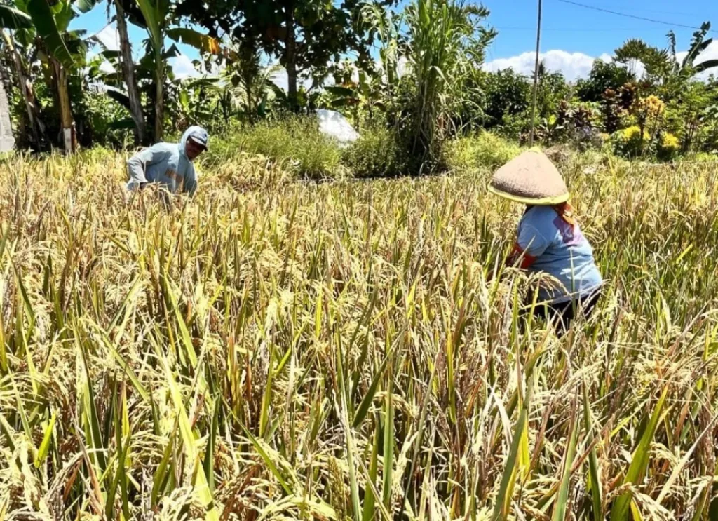 Periode Januari-Maret, Pemkab Banyuwangi Catat Produksi Padi Capai 160.239 ton