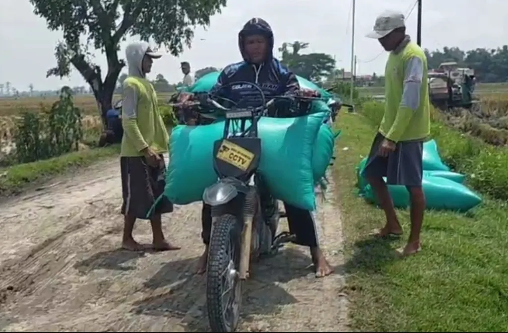 Musim Panen Raya Padi Jadi Ladang Cuan Tukang Ojek Gabah di Nganjuk