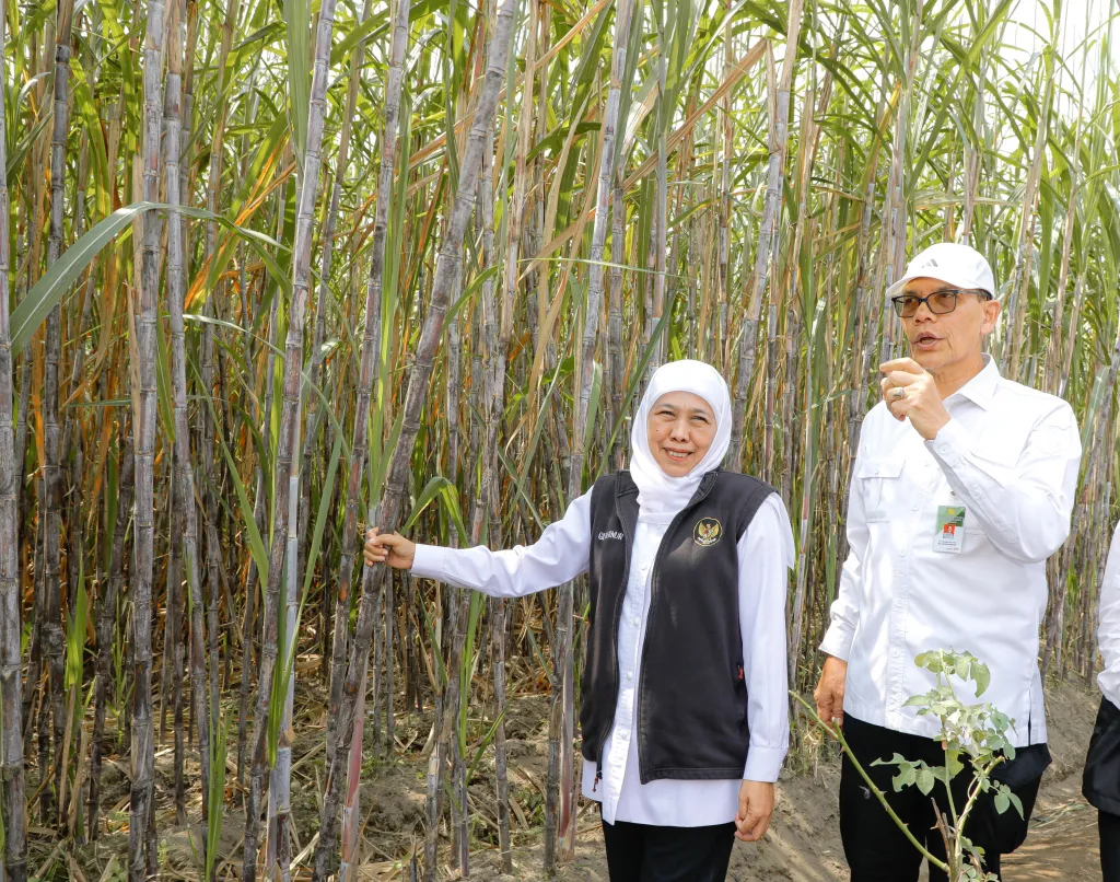 Gubernur Khofifah Pimpin Tanam Tebu Perdana, Perkuat Ekosistem Industri Gula