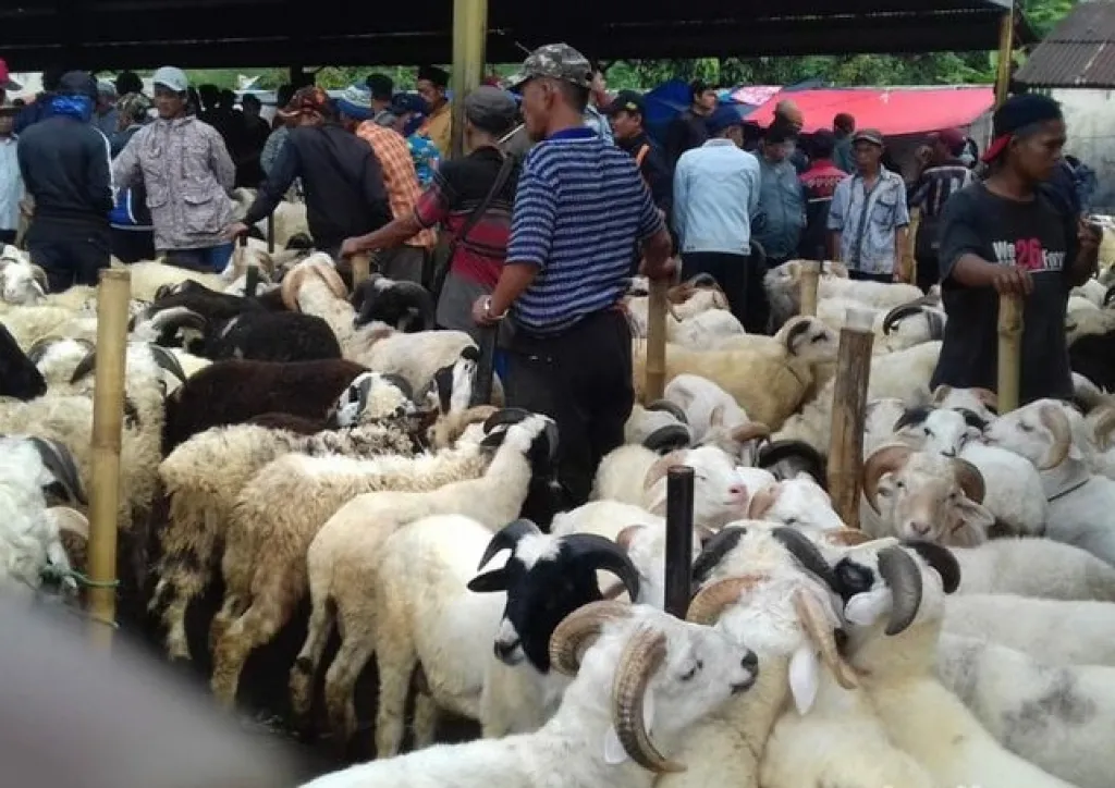 Jelang Kurban, Harga Kambing dan Domba Kurban di Lumajang Naik Rp500 Ribu