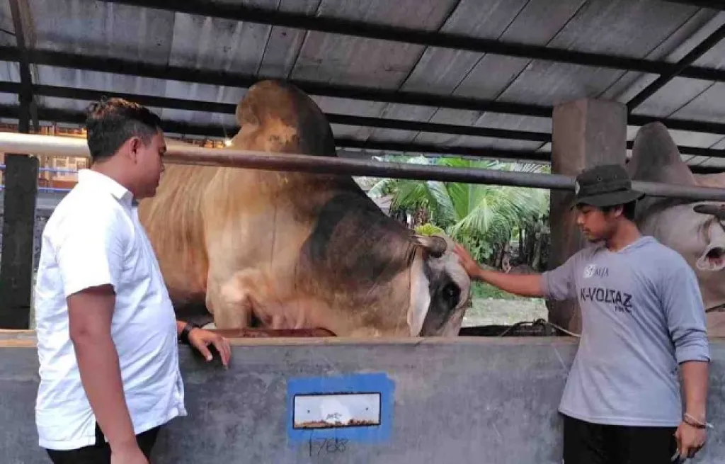Permintaan Sapi di Ngawi Melonjak hingga 15 Persen Jelang Idul Adha 2026