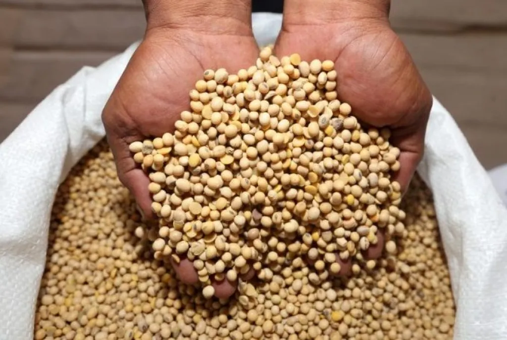 Harga Naik Ugal-ugalan, Pemkab Ponorogo Genjot Diversifikasi Tanaman Kedelai Lokal