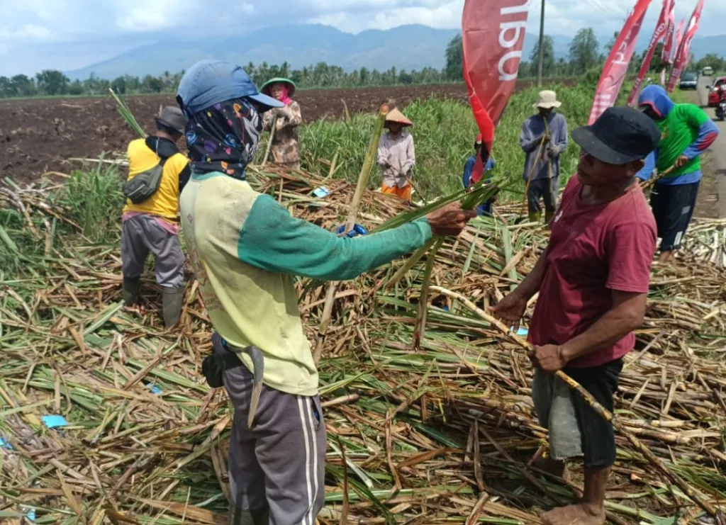 Optimistis Capai Target Swasembada Gula, Bondowoso Percepat Program Bongkar Ratoon