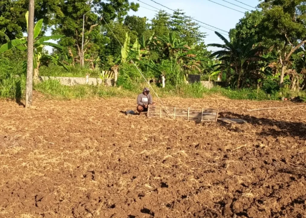 Ringankan Biaya Produksi, Pemkab Sumenep Bagikan Bantuan Bibit Tembakau