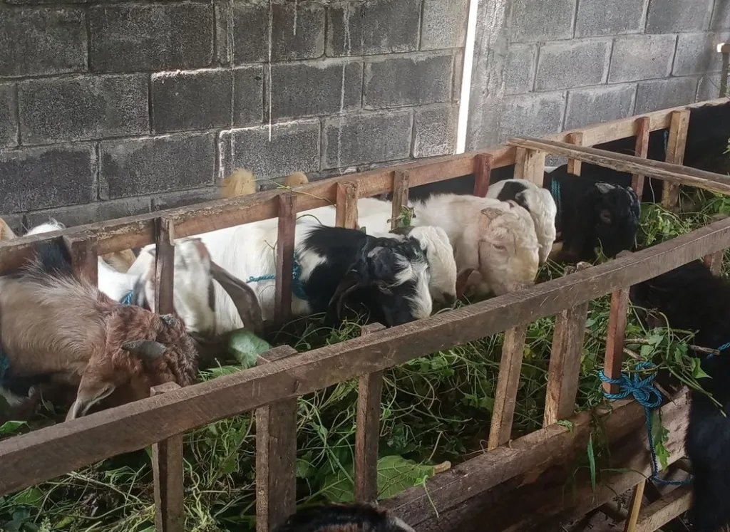 Peternakan di Kota Batu Ketar-ketir Dihantui Fenomena Suhu Ekstrem ‘Bediding’