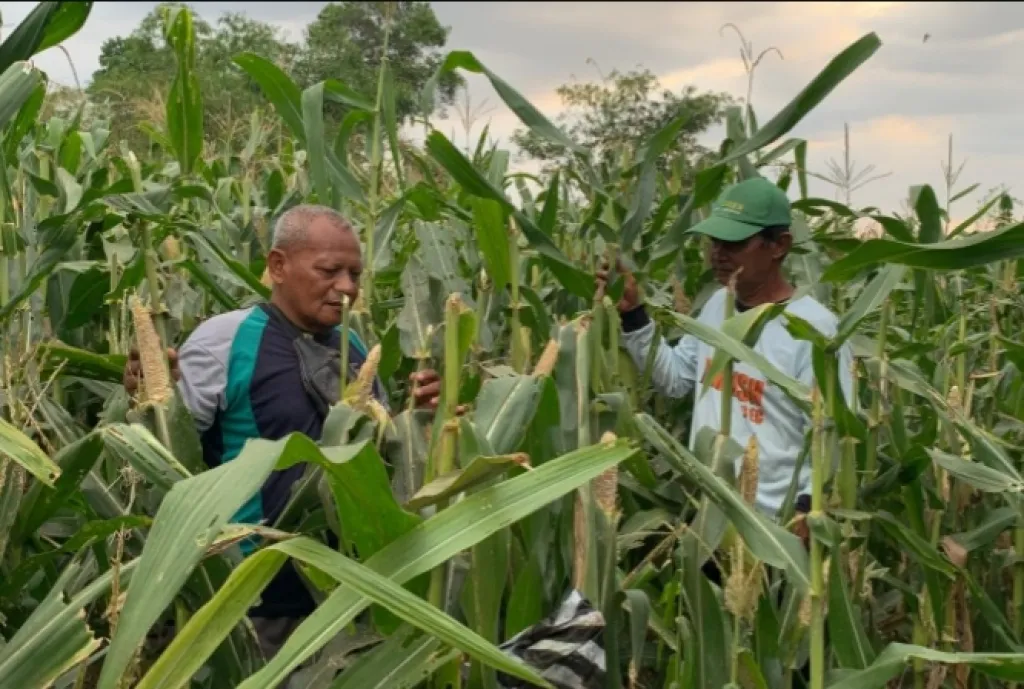 Petani di Jember Merugi Gagal Panen, Puluhan Hektare Jagung dan Padi Ludes Diserang Tikus