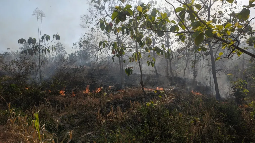 Hutan Perhutani di Bukit Angel Ponorogo Terbakar 2 Hektar, Petugas Tidak Ada