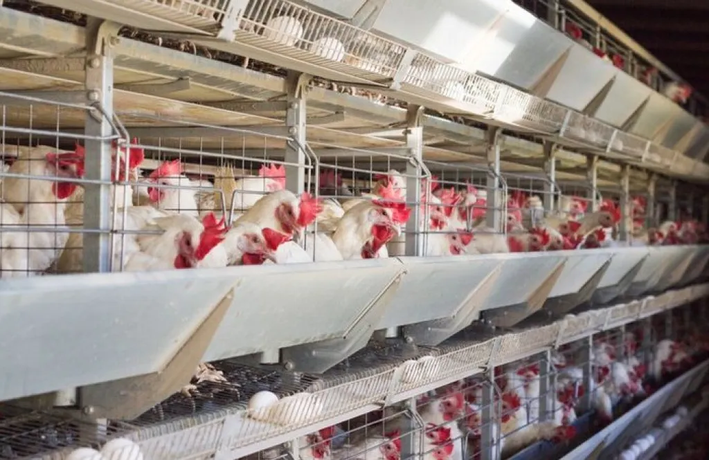 Baca juga : Terancam Gulung Tikar, Biaya Produksi Naik Tapi Harga Ayam Broiler Merosot di Ngawi