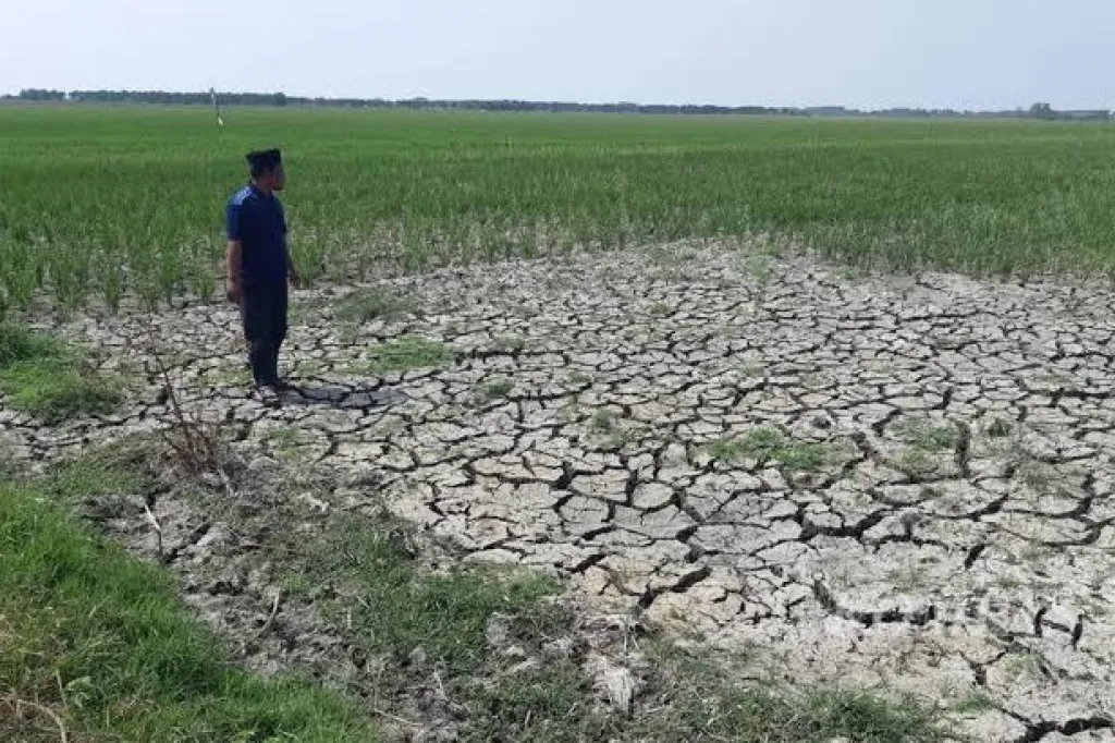 Baca juga : Tetapkan Siaga Darurat Kemarau, BPBD Petakan 13 Desa di Malang Rawan Kekeringan