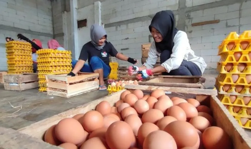 Peternak di Kota Batu Hadapi Krisis Bahan Baku Ekstrem hingga Harga Telur Anjlok
