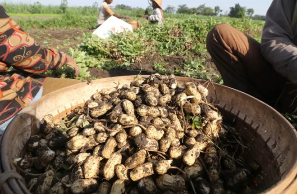 Harga Kacang Tanah di Pasar Legi Ponorogo Naik hingga Rp45 Ribu per Kg