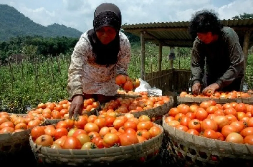 Baca juga : Harga Tomat di Magetan Anjlok Rp 1.500 Per Kilogram, Padahal Hasil Panen Melimpah