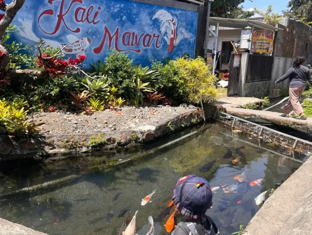 Dipenuhi Ikan Koi Bak Sungai Jepang, Kali Mawar Batu Cocok untuk Wisata Healing