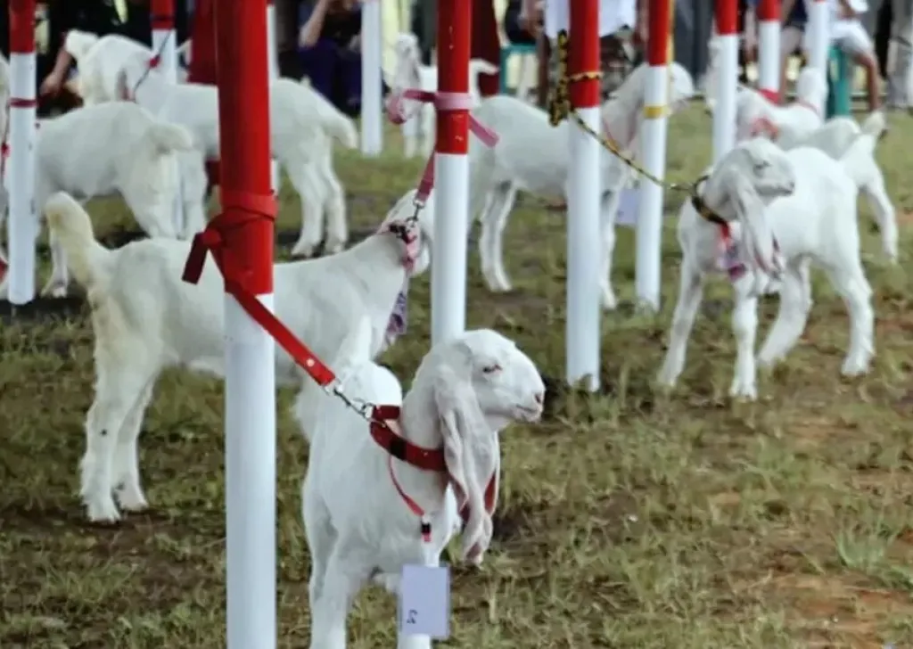 Lewat Kontes Ternak, Pemkab Lumajang Cari Kambing Senduro dan Domba Unggulan