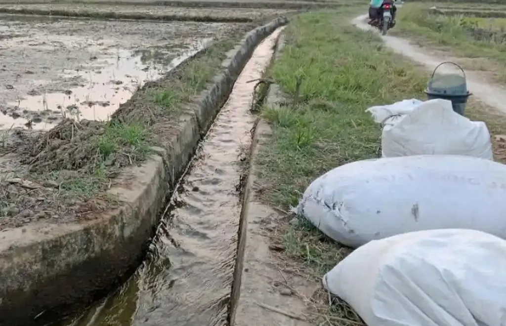 Baca juga : Petani di Mojokerto Pilih Beralih Tanam Jagung Imbas Pasokan Air Terbatas