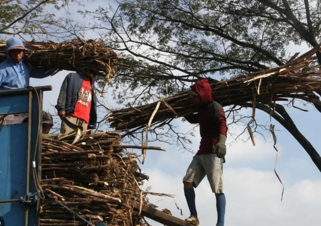Produksi Panen Tebu Malang Diprediksi Turun 35 Persen, Dipicu Musim Kemarau