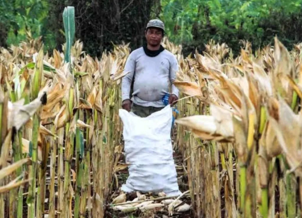 Baca juga : Hama Tikus Liar, Puluhan Hektare Jagung di Tuban Diambang Gagal Panen