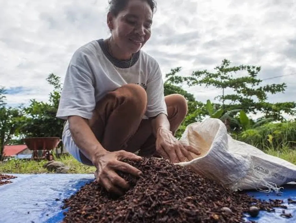 Petani Jombang Was-was, Harga Cengkeh Naik Tapi Hama dan Penyakit Mengancam