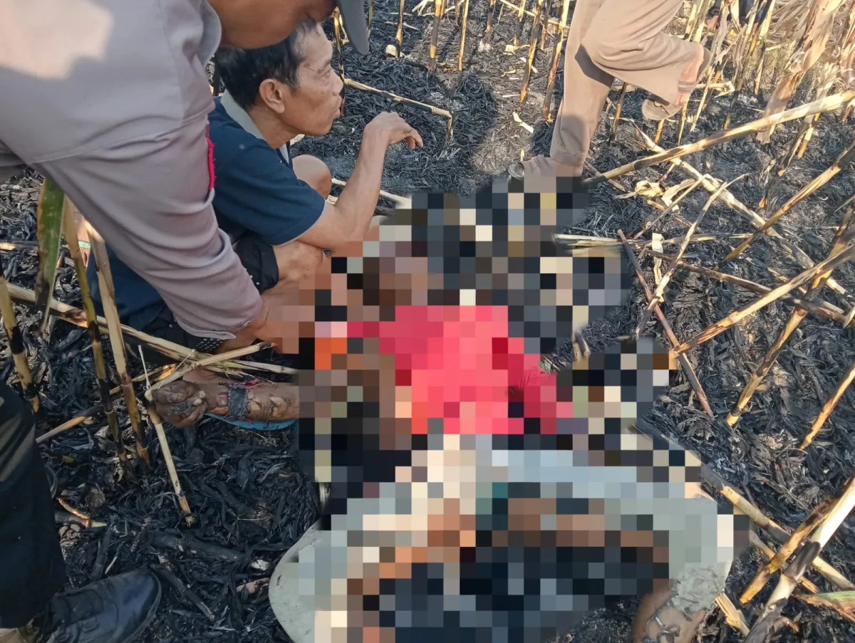 Petani di Ponorogo Tewas Terbakar Saat Berusaha Padamkan Api di Lahan Jagung