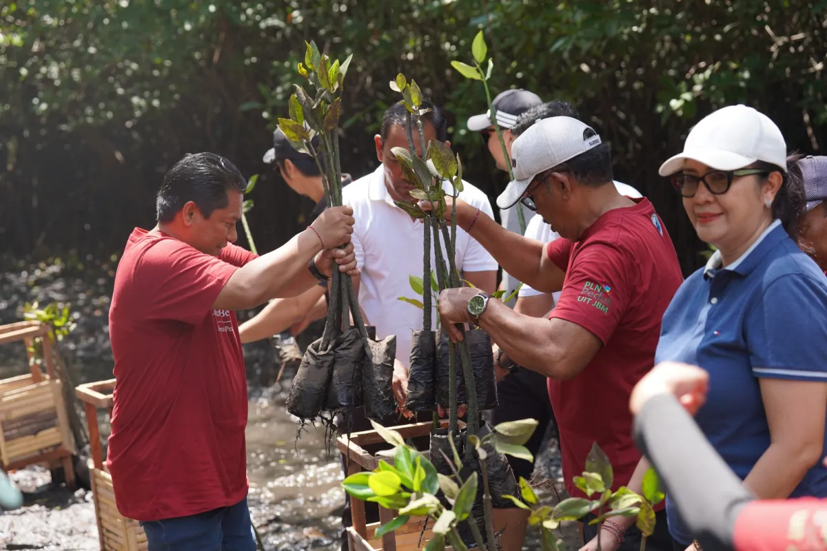 PLN UIT JBM Tanam 16.500 Bibit Mangrove di Bali, Perkuat Komitmen Pelestarian Ekosistem Pesisir