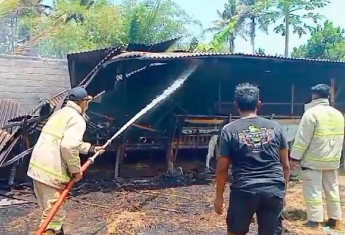 Diduga Akibat Pembakaran Sampah, Belasan Kambing di Jember Terpanggang