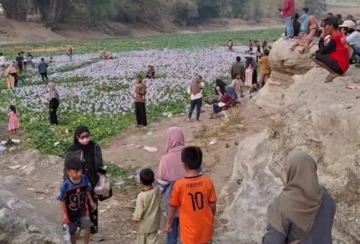 Jadi Wisata Dadakan, Bengawan Solo di Ngawi Jadi Hamparan Bunga Enceng Gondok