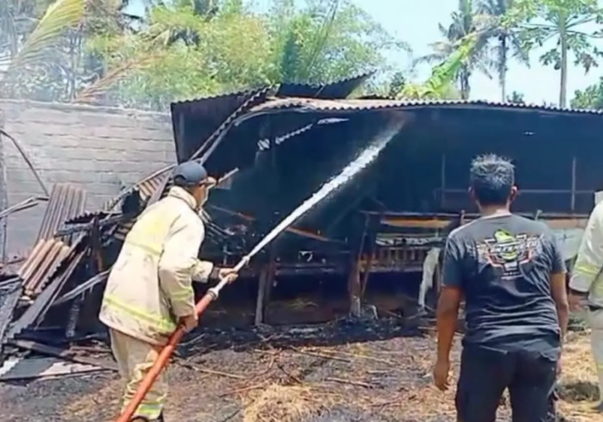 Sampah Terbakar, Belasan Kambing Jadi Sate di Jember