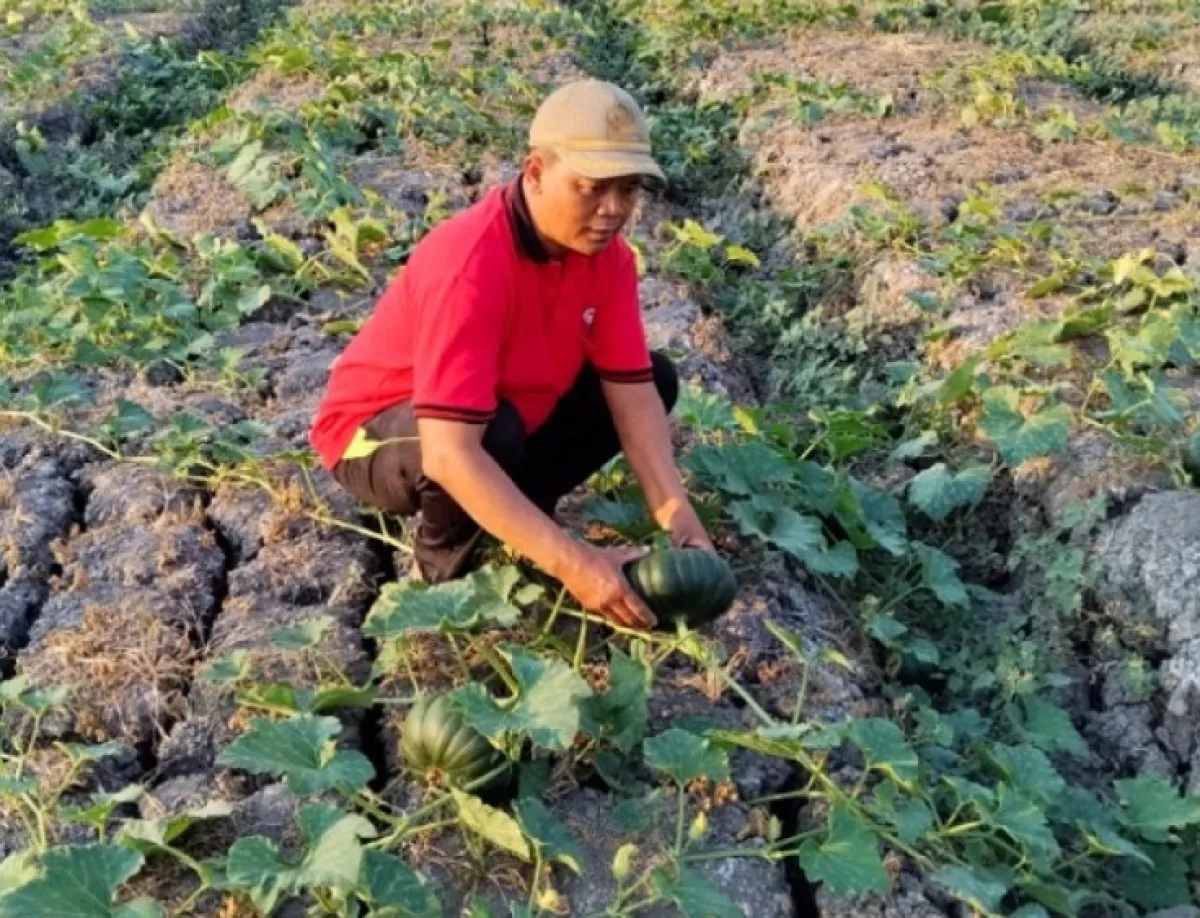 Di Sela-sela Kemarau, Petani Labu Kuning di Jombang Raup Cuan Panen 15 Ton