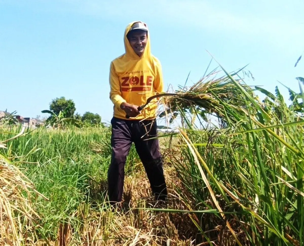 Terancam Gagal Panen, Petani Padi dan Jagung di Magetan Diserang Hama Tikus