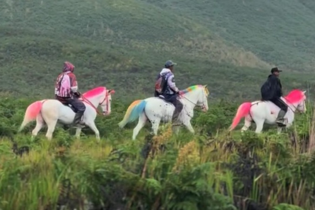 Penampakan sejumlah kuda wisata yang surainya dicat warna-warni hingga menyerupai unicorn di kawasan wisata Gunung Bromo. SP/ MLG