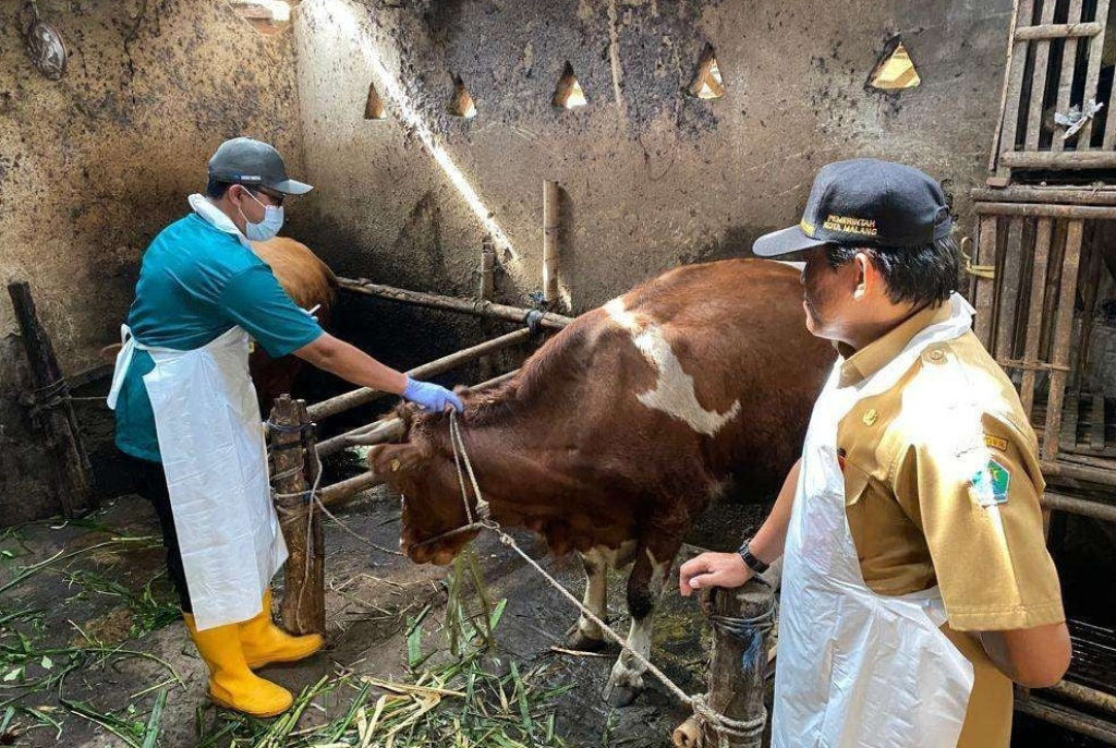Kadispangtan Kota Malang Slamet Husnan bersama Bidang Peternakan mengecek hewan ternak sapi. SP/ MLG