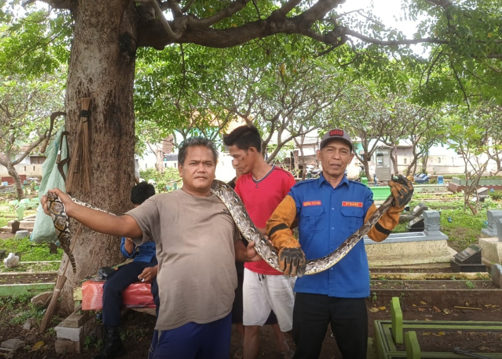 Warga saat melakukan evakuasi ular sanca yang meresahkan berkeliaran di makam Pasuruan, Jawa Timur. SP/ PSR