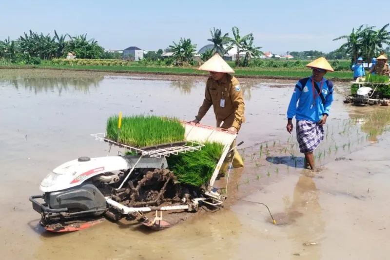 Dongkrak Swasembada Pangan, Poktan Probolinggo Mulai Percepat Tanam Padi