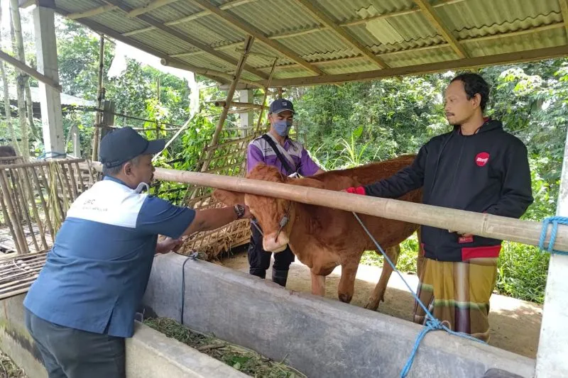 Awal 2026, Disnak Tulungagung identifikasi 59 Ekor Ternak Terjangkit PMK