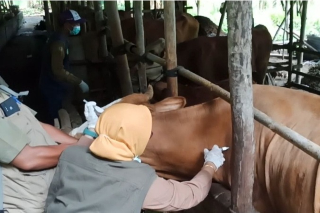 Petugas Dinas Peternakan dan Perikanan Trenggalek melakukan vaksinasi PMK pada sapi dan kambing. SP/ TRG