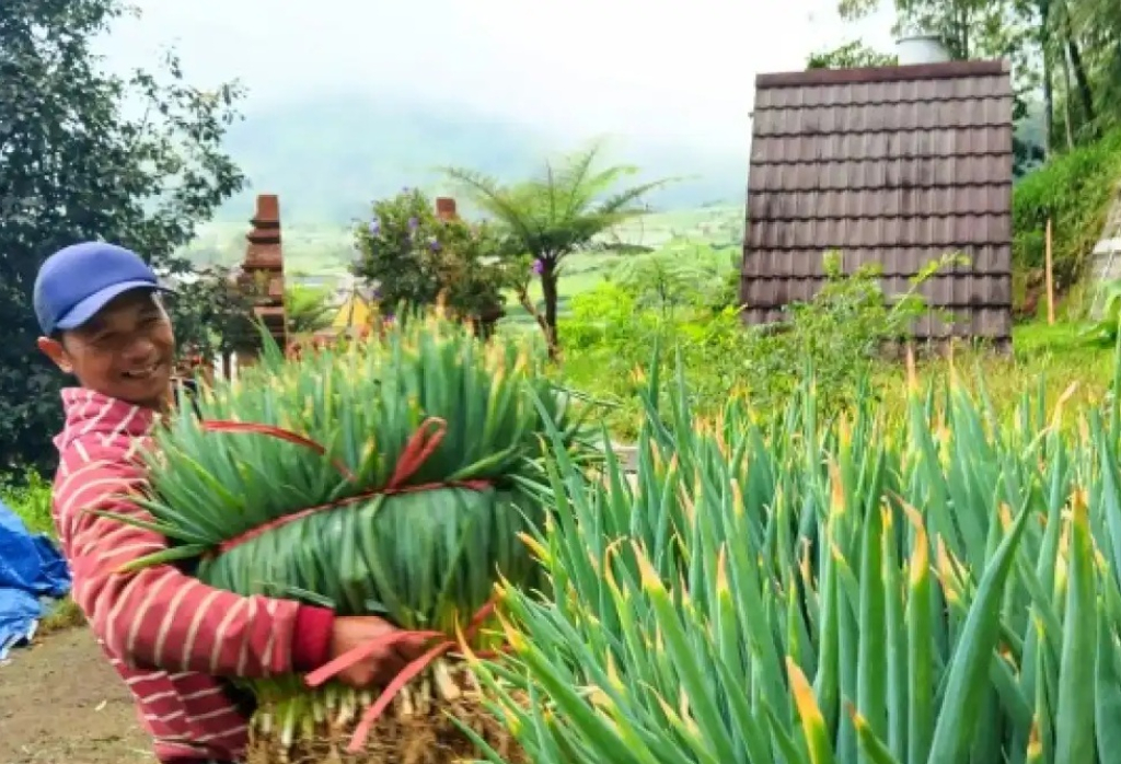 Wajah Sumardi (45), seorang petani di kawasan Singolangu, Magetan, tampak lesu saat mengangkut daun bawang hasil panen. SP/ MG