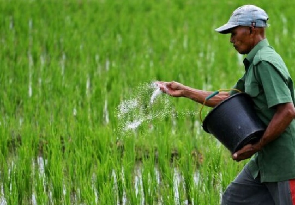 Ilustrasi. Petani menebar pupuk ke tanaman budidaya padinya. SP/ SMP