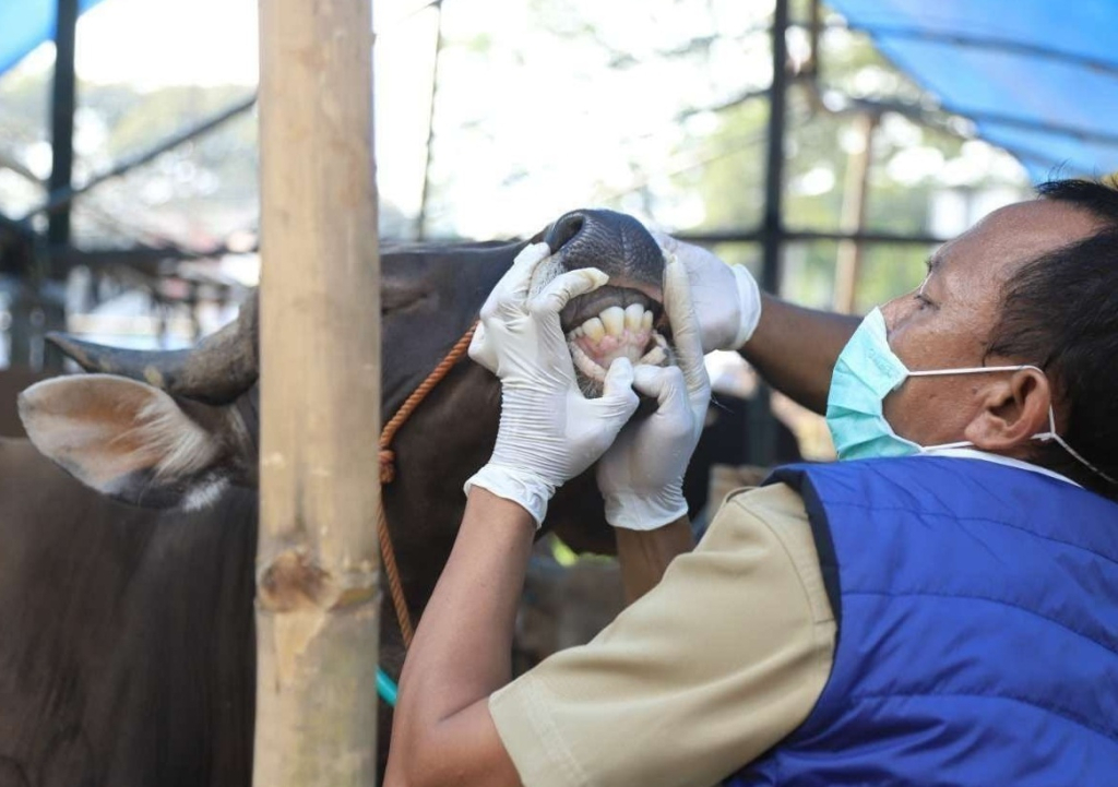 Salah satu petugas saat melakukan pemeriksaan kesehatan hewan oleh petugas di Kabupaten Sampang, Jawa Timur. SP/ SMP