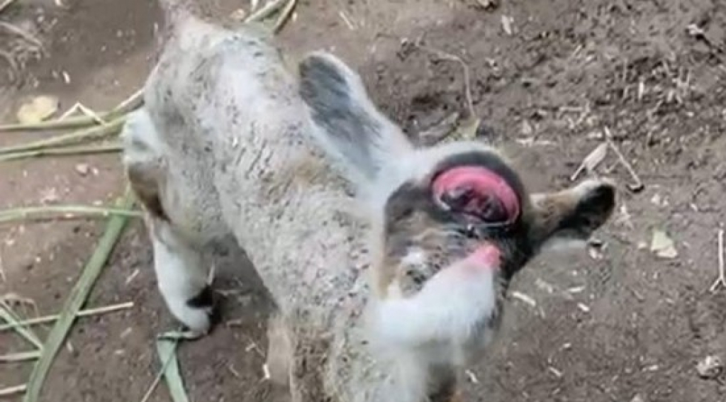 Penampakan anak sapi bermata satu yang menggegerkan warga di Dusun Bregoh, Desa Sumberejo, Kecamatan Ambulu, Jember, Jawa Timur. SP/ JBR