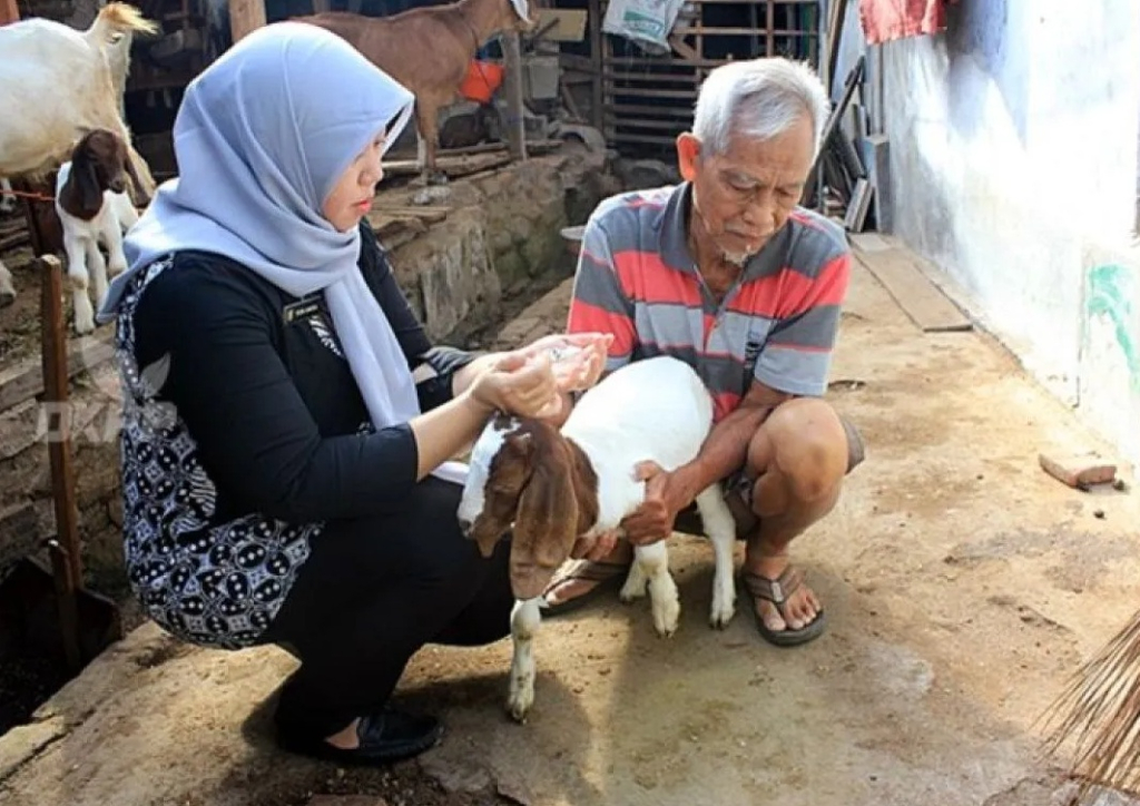 Petugas Dinas Ketahanan Pangan dan Pertanian (DKPP) Kota Madiun, Jawa Timur memberikan vaksinasi PMK dan pemeriksaan kesehatan pada ternak kambing warga. SP/ MDN