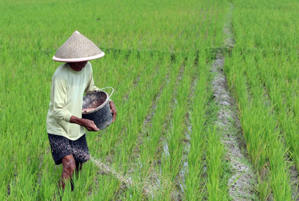 Ilustrasi. Petani saat menebar pupuk ke lahan padi miliknya. SP/ TLG