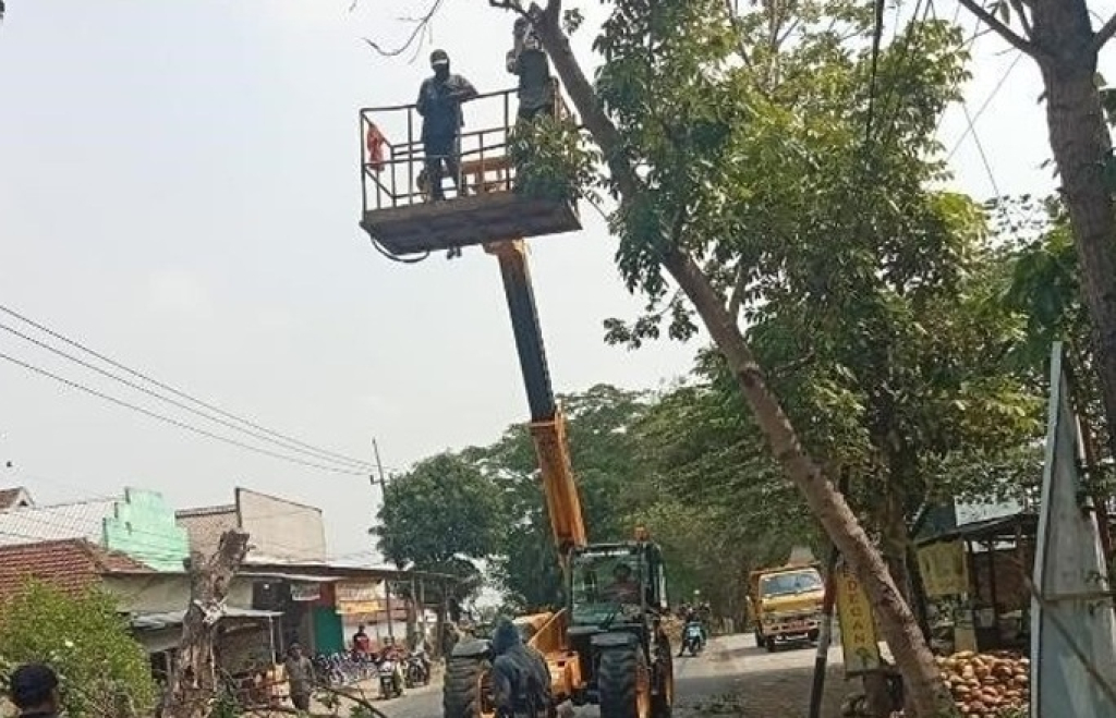 Kegiatan pemangkasan pohon yang dilakukan Dinas PUPR Jombang, Jawa Timur.  SP/ JBG