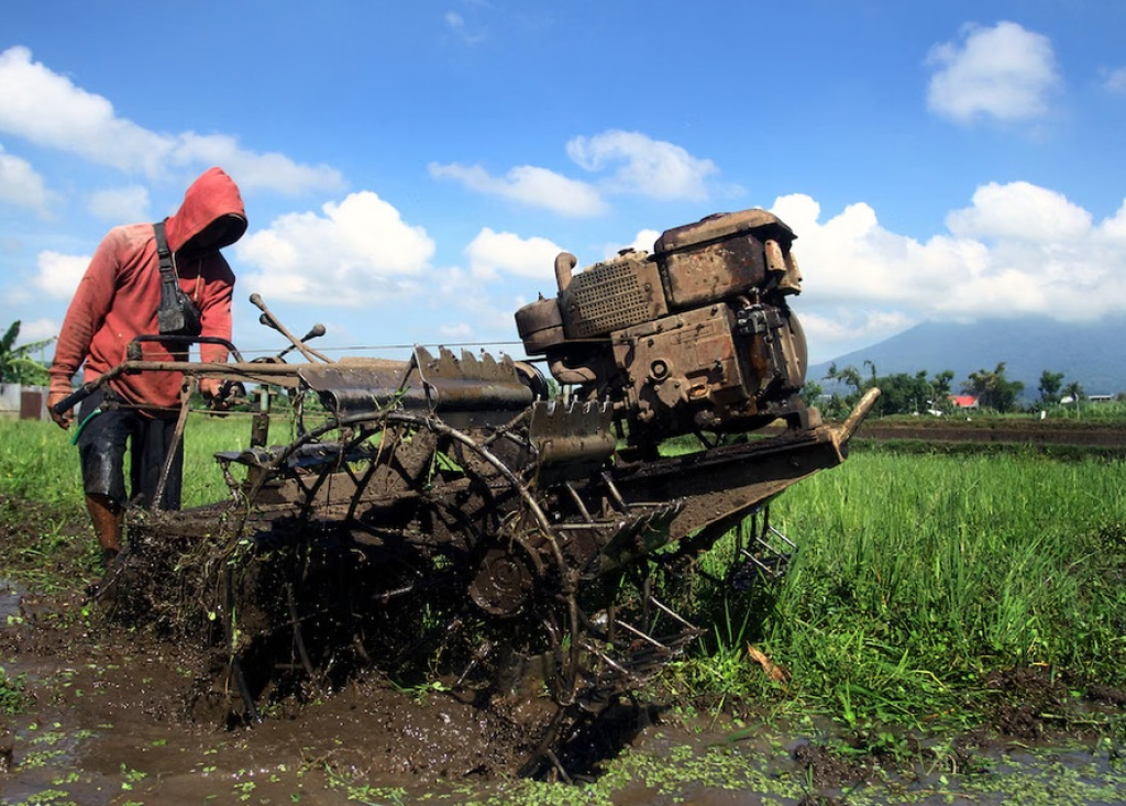 Ilustrasi. Masa tanam padi serentak sebelum memasuki musim kemarau di Kota Malang, Jawa Timur. SP/ MLG