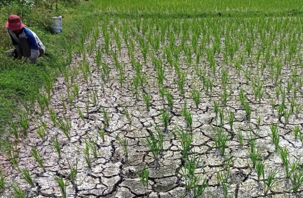 Ilustrasi. Salah satu petani di Lumajang sedang memberikan pupuk di lahan sawah miliknya.  SP/ LMJ