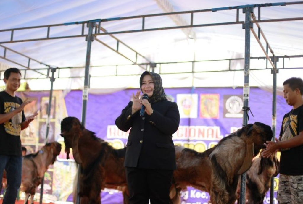 Suasana keseruan Kontes Regional Jawa Kambing Jerabang di Kabupaten Ponorogo. Dipusatkan di Lapangan Jepun, Desa Balong, Kecamatan Balong. SP/ PNG