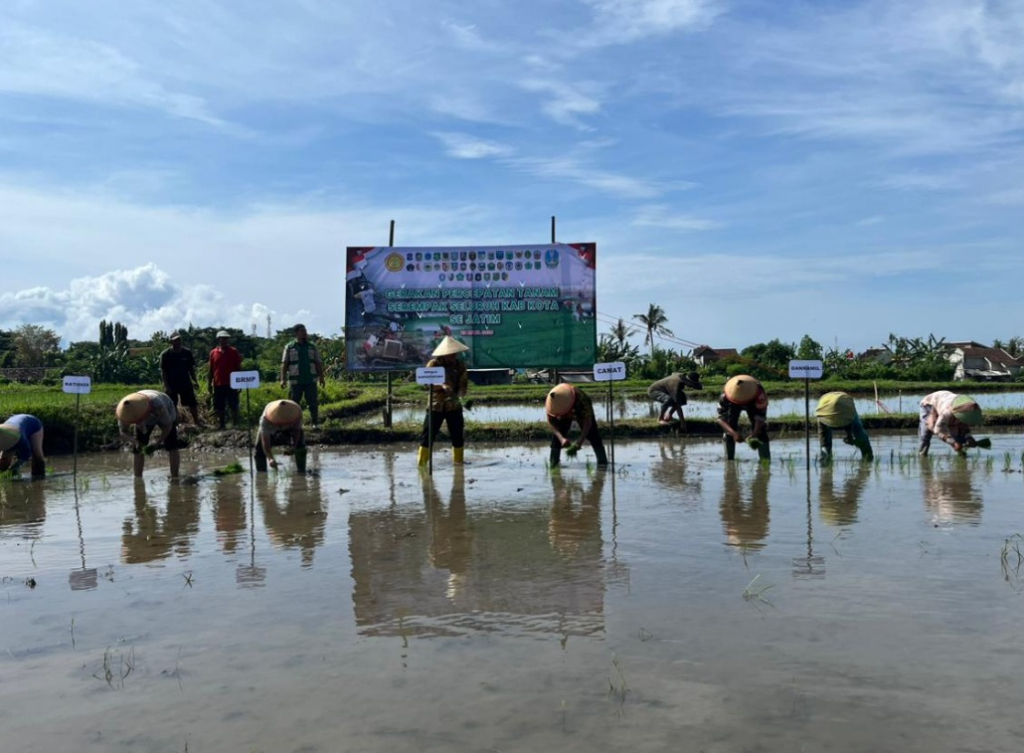 Kadis Pertanian Danang Hartanto tanam padi bersama Kelompok Tani Gunung Saprojo, Kelurahan Penganjuran, Kecamatan Banyuwangi, Jawa Timur. SP/ BYW