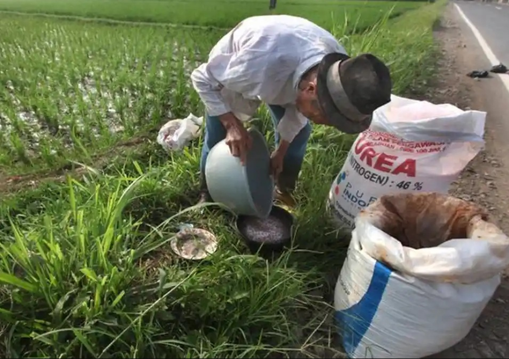 Ilustrasi. Salah seorang petani sedang menebar pupuk ke lahan padi miliknya. SP/ NGW